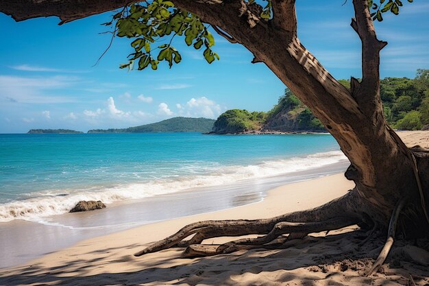 Tropical carribbean beach