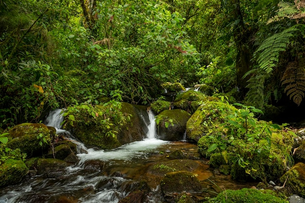 Tropical cloud forest river La Amistad International Park Chiriqui Panama Central America