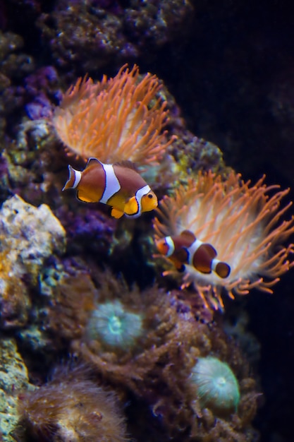 Tropical clownfish swims near coral reef