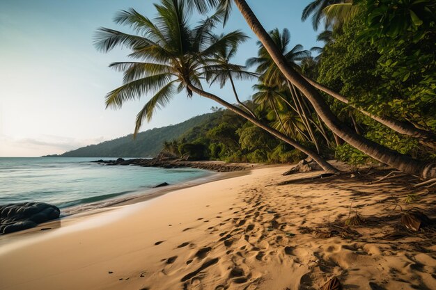 Photo tropical coast beach with palms