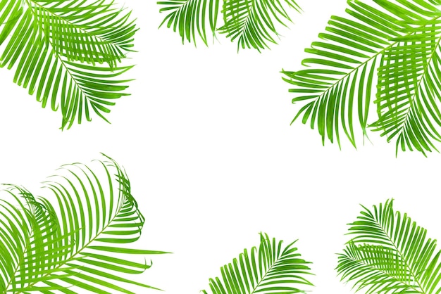 tropical coconut leaf isolated on white background summer background