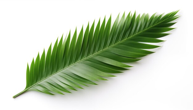 Tropical coconut leaf isolated on white background