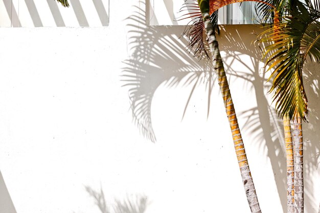 Foto il tronco e le foglie di una palma da cocco tropicale con belle ombre sulla parete bianca