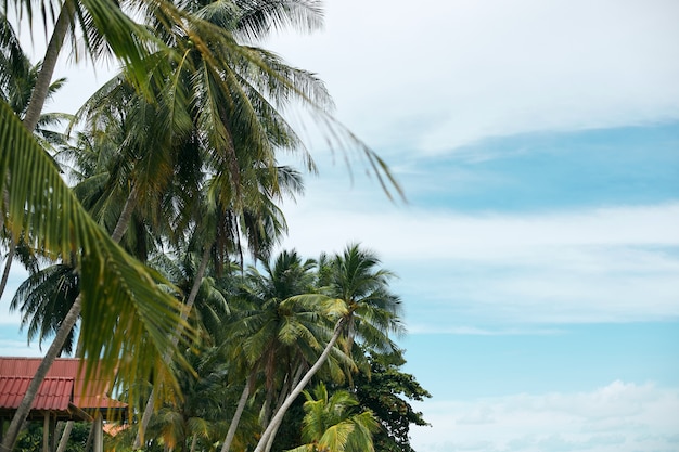 Tropical coconut palm trees on the seacoast and blue sky perspective view. Summertime