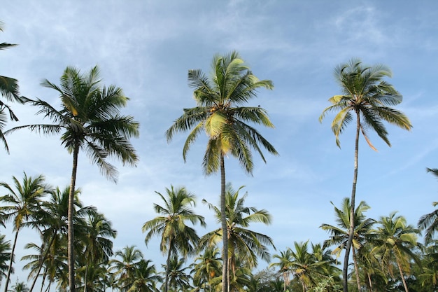 열대 코코넛 야자수와 흐린 푸른 하늘
