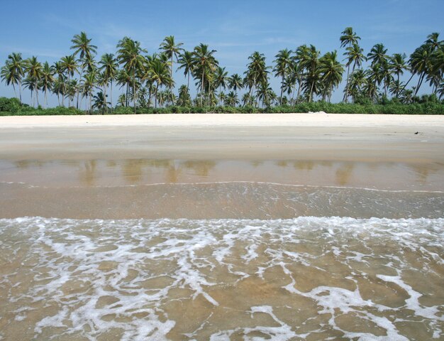 Tropical coconut palms near the ocean and blue sky