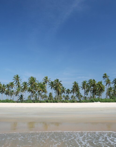 Tropical coconut palms near the ocean and blue sky