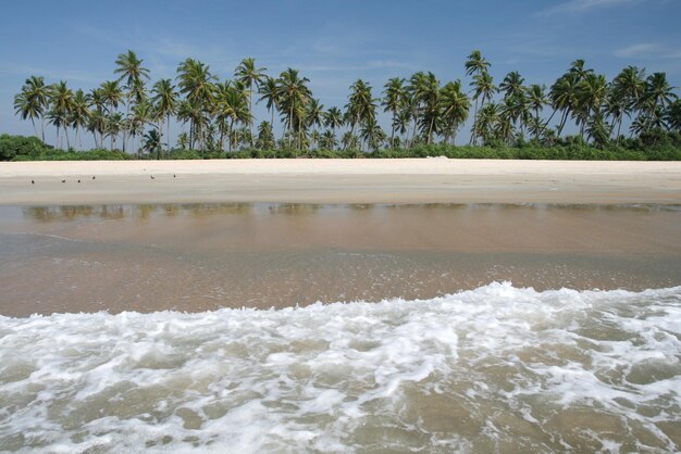 Tropical coconut palms near the ocean and blue sky