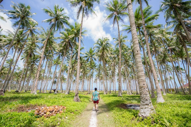 Tropical coconut trees forest