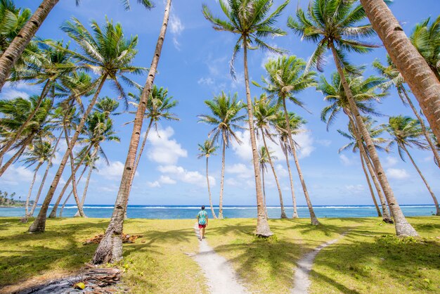 Tropical coconut trees forest