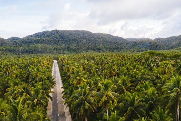 Tropical coconut trees forest