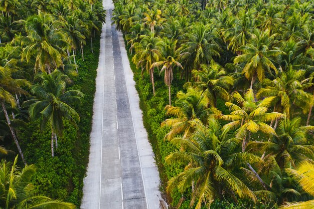 Tropical coconut trees forest