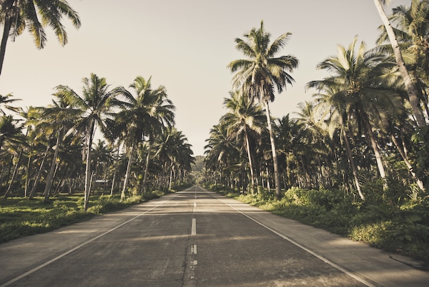 Tropical coconut trees forest