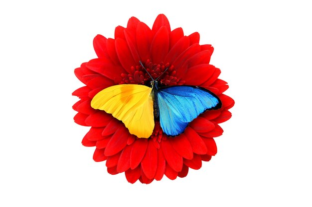 Tropical color butterfly sitting on a red gerbera flower. isolated on white background