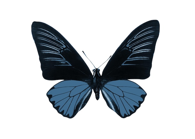 写真 トロピカルカラフルな蝶の色「エアフォースブルー」。白い背景に分離
