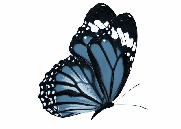 トロピカルカラフルな蝶の色「エアフォースブルー」。白い背景に分離