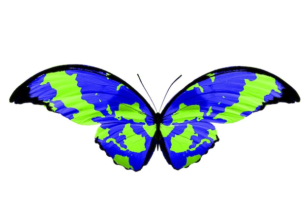 사진 흰색 배경에 고립 된 열 대 화려한 나비