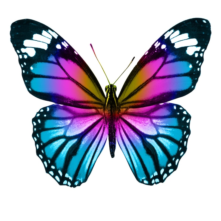 Photo tropical colorful butterfly isolated on white background