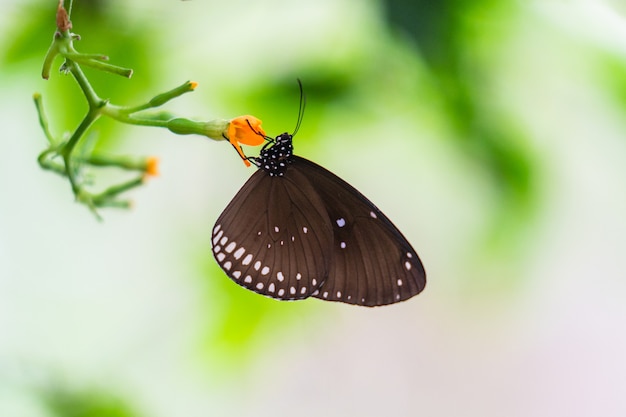 Tropical colorful butterfly