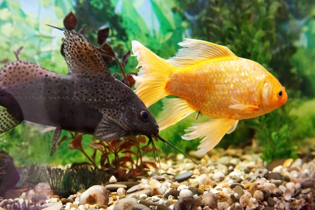 Tropical colorful fishes swimming in aquarium with plants