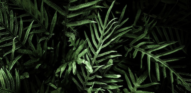 Tropical dark green leaf background.