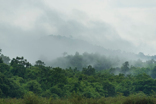 熱帯の深い熱帯雨林、林冠の木と山の層、自由とスパのコンセプト