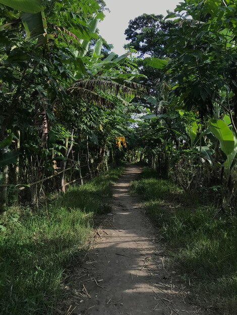 A tropical dense forest and a narrow street