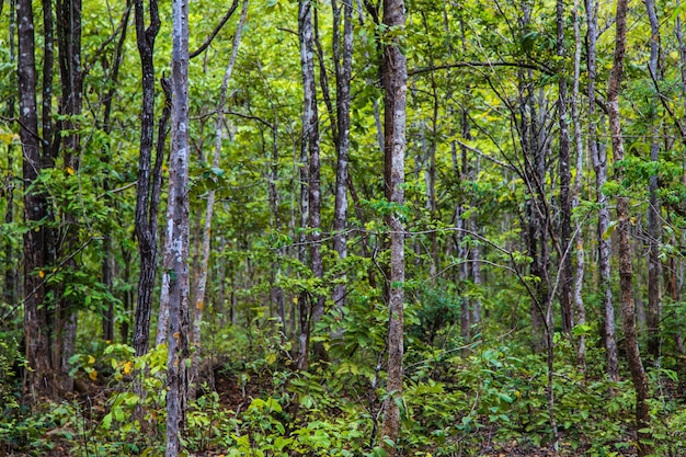 Tropical dense forest