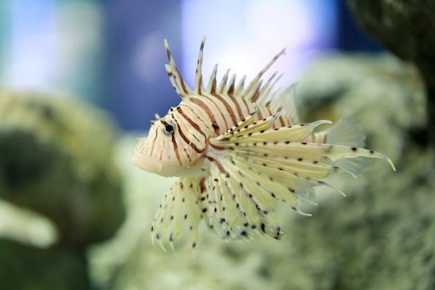 열대 악마의 불고기 또는 Lionfish는 일반적인 이름으로 수영하고 있습니다.