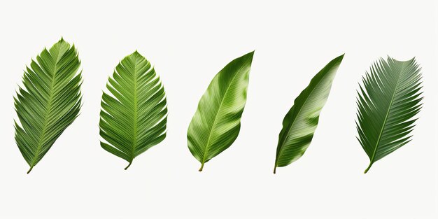 Photo tropical different type exotic leaves set jungle plants calathea monstera and palm leaves