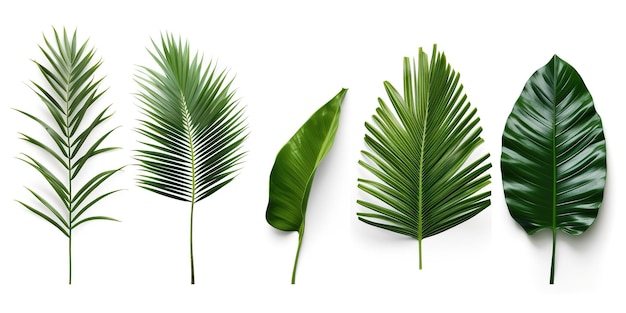 Tropical different type exotic leaves set Jungle plants Calathea Monstera and palm leaves