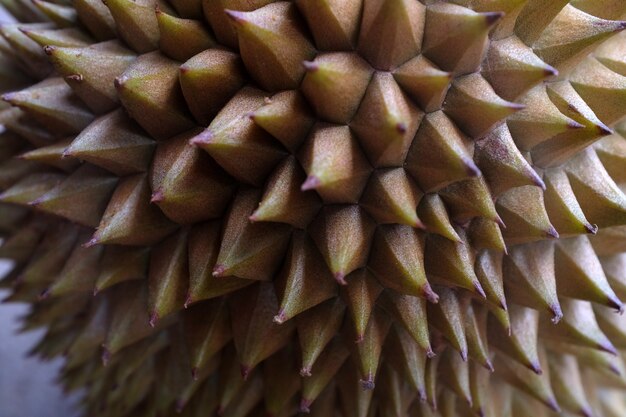 The tropical durian fruit in Southeast Asia is very popular in Indonesia