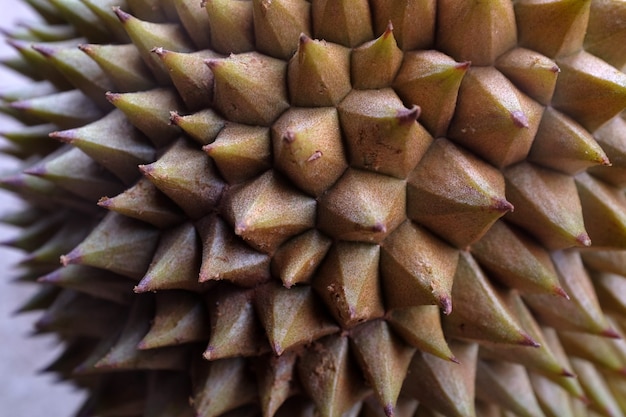 Foto il frutto tropicale del durian nel sud-est asiatico è molto popolare in indonesia