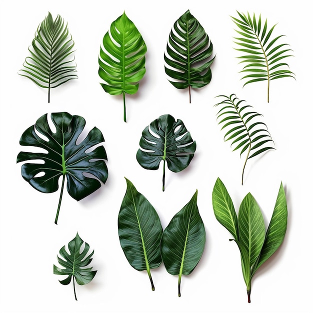 Tropical Elegance UltraDetailed Multiple Angles Set of Different Tropical Leaves