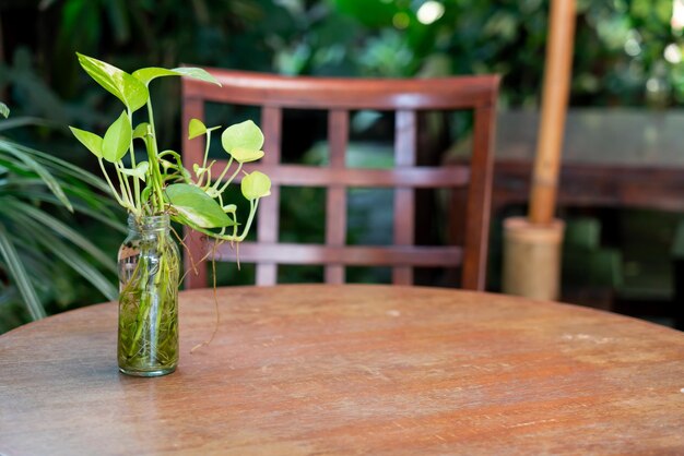 tropical Epipremnum aureum plant in glass bottle decoration on wood table