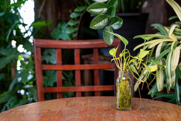 tropical Epipremnum aureum plant in glass bottle decoration on wood table