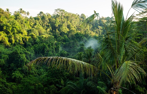 Tropical evergreen forest nature