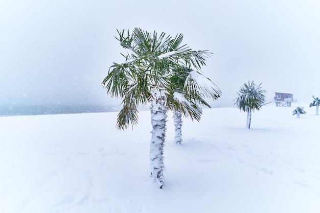 Tropical evergreen palm trees covered with snow