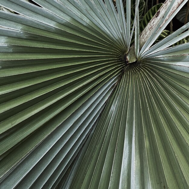 Photo tropical exotic palm leaves background aesthetic minimal floral composition