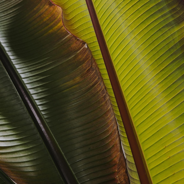 Foto foglie di palma esotiche tropicali sullo sfondo composizione floreale minima estetica