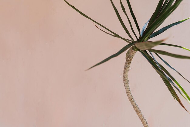 Photo tropical exotic palm leaves on soft pastel pink background aesthetic minimal floral composition