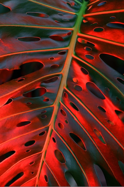 Foglia di monstera filodendro verde tropicale di piante esotiche in toni scuri e luce al neon rossa brillante