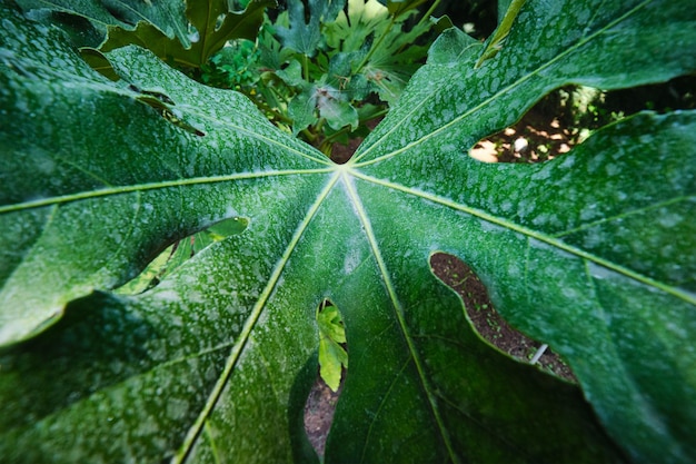 穴のある熱帯のエキゾチックな植物モンステラ デリシオサの葉をクローズ アップ