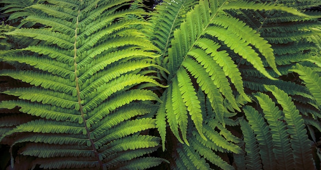 写真 植物園で育つ熱帯シダ植物