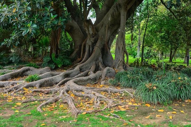 Tropical ficus with roots in the garden