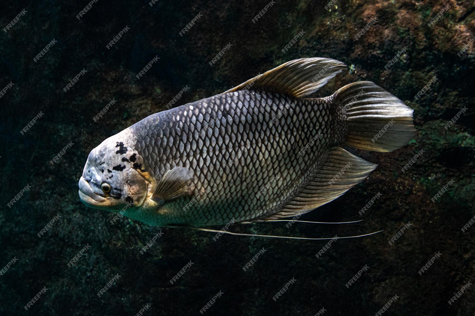 Premium Photo | Tropical fish in aquarium