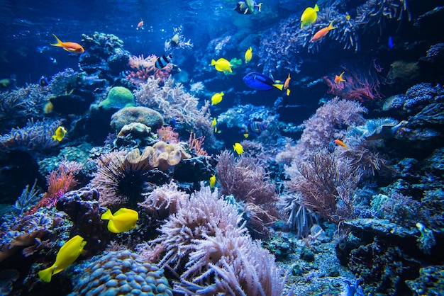 깊고 푸른 물 속에 있는 산호초 색색의 물고기에 있는 열대어