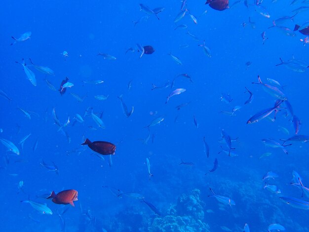 Tropical fish and coral reef near jaz maraya coraya bay marsa alam egypt