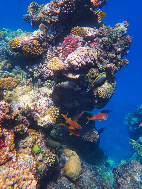 Tropical fish and coral reef near jaz maraya coraya bay marsa alam egypt