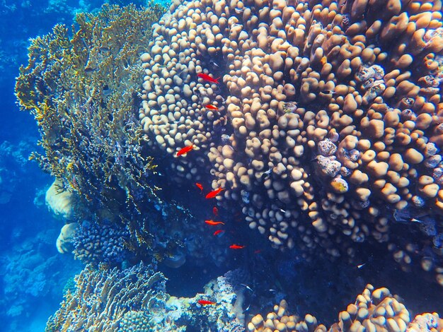 Tropical fish and coral reef near jaz maraya coraya bay marsa alam egypt